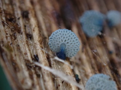 Mycena indigotica