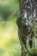 Xiphorhynchus flavigaster