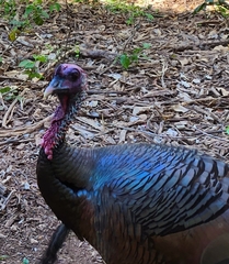 Meleagris gallopavo intermedia