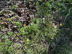 Tauschia texana