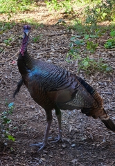 Meleagris gallopavo intermedia