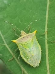 Arvelius albopunctatus