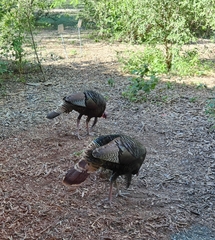 Meleagris gallopavo intermedia