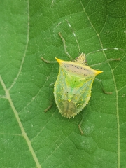 Arvelius albopunctatus