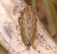 Athysanini