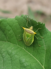 Arvelius albopunctatus