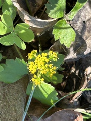 Tauschia texana