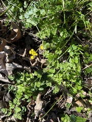 Tauschia texana
