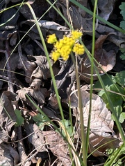 Tauschia texana