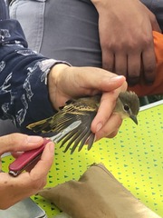 Pachyramphus polychopterus