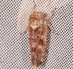 Allygidius atomarius