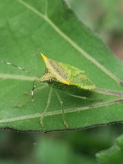 Arvelius albopunctatus