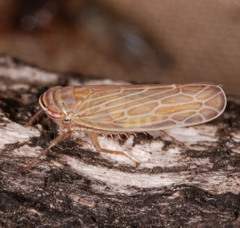 Paramesus major