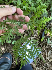 Pteris macilenta