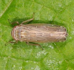Paramesus major
