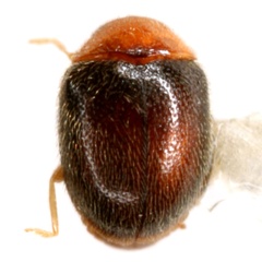 Nephaspis oculatus