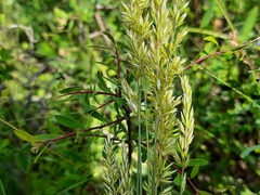 Koeleria macrantha