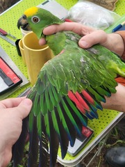 Amazona ochrocephala