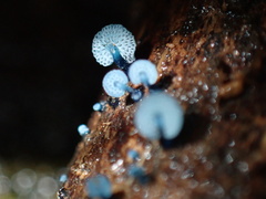 Mycena indigotica