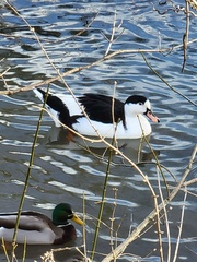 Anas platyrhynchos × Cairina moschata