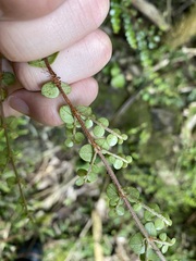 Metrosideros perforata