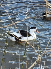 Anas platyrhynchos × Cairina moschata