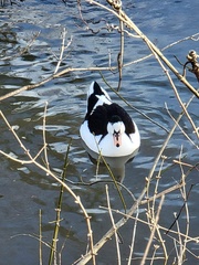Anas platyrhynchos × Cairina moschata