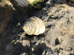 Austrocochlea constricta