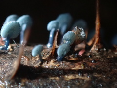 Mycena indigotica