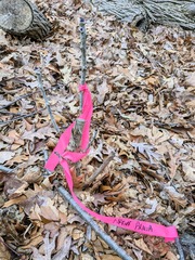 Kalopanax septemlobus