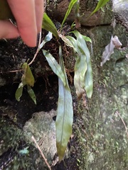 Loxogramme dictyopteris