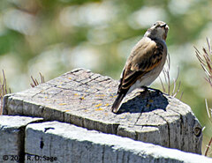 Geositta cunicularia