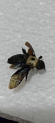 Xylocopa grisescens