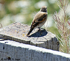 Geositta cunicularia