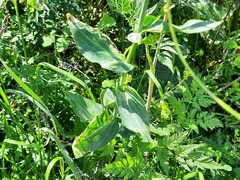 Conringia orientalis