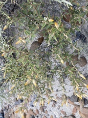 Chuquiraga avellanedae