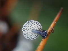 Mycena indigotica
