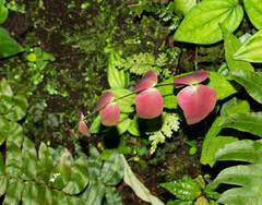Adiantum macrophyllum