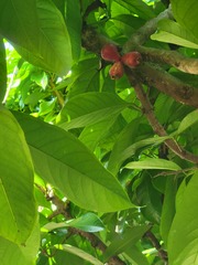 Syzygium malaccense