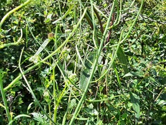 Conringia orientalis