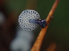 Mycena indigotica