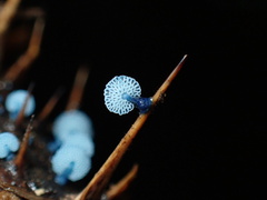 Mycena indigotica