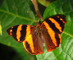 Epiphile dilecta jenkinsi