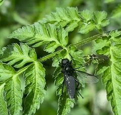 Aglaostigma fulvipes