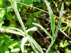 Ranunculus illyricus