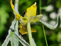 Ranunculus illyricus