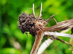 Ranunculus illyricus