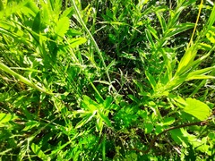 Ranunculus illyricus