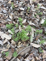 Parietaria floridana