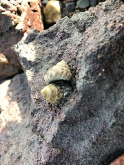 Bembicium auratum